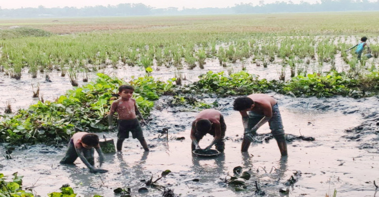 বৃষ্টির পানিতে নিঁচু জমিগুলো পানিতে ভরে গেছে। এসব জমিতে সেচের মাধ্যমে মাছ শিকার করছেন স্থানীয় লোকজন। ছবিটি বুধবার সকালে টাঙ্গাইলের ভূঞাপুর উপজেলার চর অলোয়া বিল থেকে তোলা।