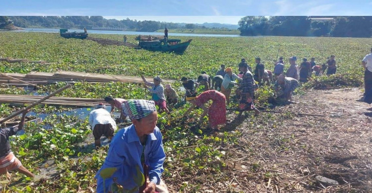 কাপ্তাই হ্রদের কচুরিপানা অপসারণ কার্যক্রম শুরু। শনিবার সকালে তোলা ছবি।