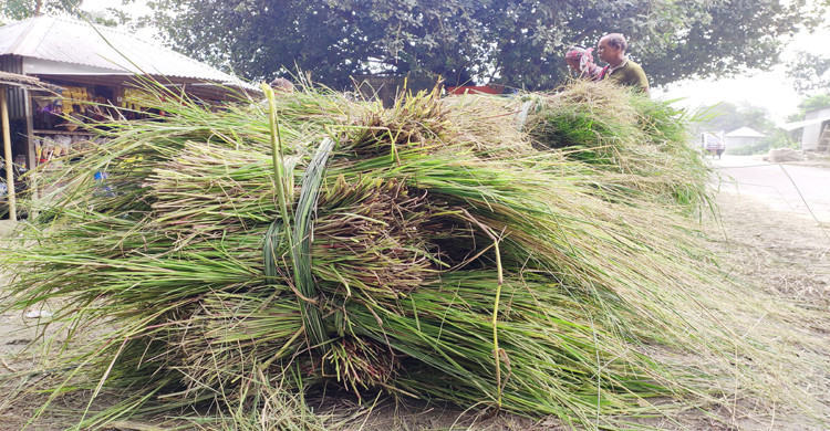 ছবিগুলো টাঙ্গাইলের ভূঞাপুর উপজেলার যমুনা চরা ল থেকে তোলা