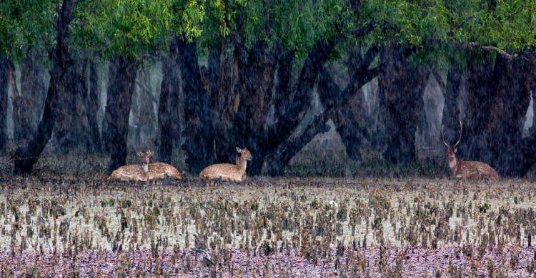 সুন্দরবন 