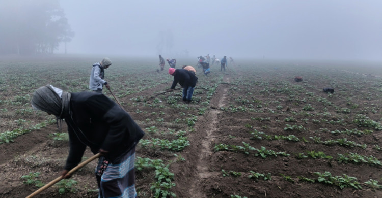 ঘন কুয়াশার মধ্যে ভোরের মাঠে আলু বাঁধানোর কাজে ব্যস্ত কৃষকরা